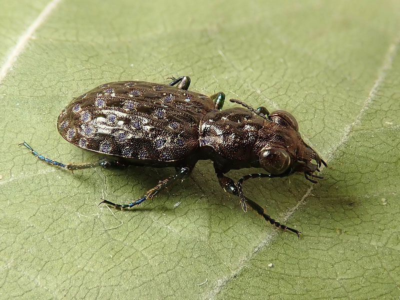 Carabidae: Elaphrus uliginosus? S.